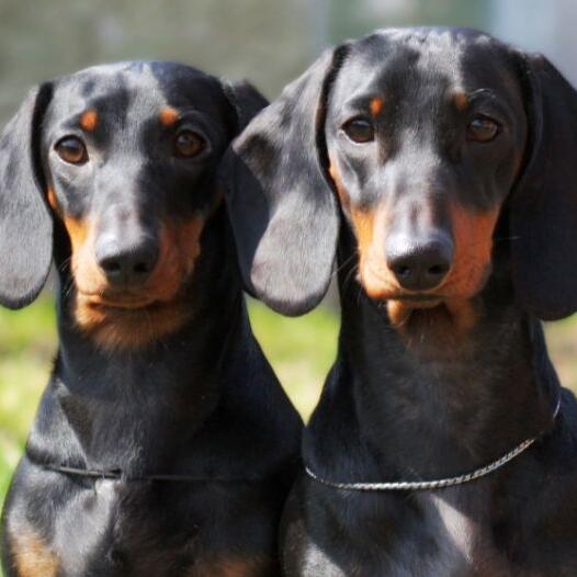 Smooth dachshund hot sale